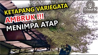 CARA MENCANGKOK KETAPANG KENCANA VARIEGATA part 2 [upl. by Oruhtra292]