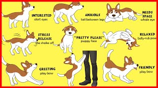 Dogs Body Language Explained [upl. by Gordie168]