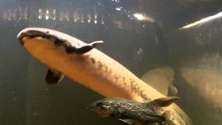 Australian Lungfish [upl. by Abbey]