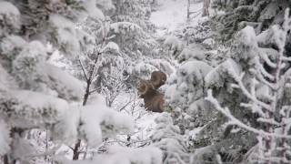 Pursuit 2014 Bighorn Sheep Hunt [upl. by Joost]