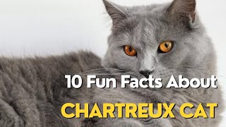 10 Fun Facts About Chartreux Cat [upl. by Norret]