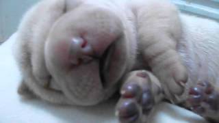 Filhote de Sharpei com 5 dias dormindo e sonhando Cherry EJ Terani [upl. by Ruskin]