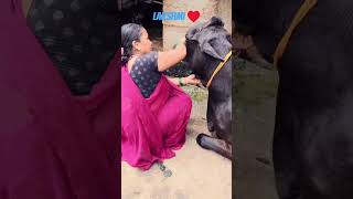 Lakshmi lad ladate hue ♥️🐄trending ytshorts shortsfeed cow youtube trendingviralvideo [upl. by Orelia405]