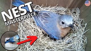 American Bluebird builds nest masterpiece [upl. by Calvin]