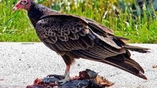 Turkey Vultures Eating A Beaver [upl. by Sams]