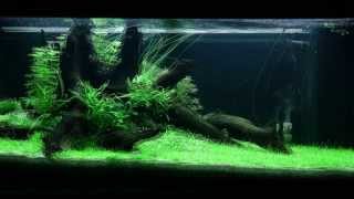 Tropica Layout 81 by Viktor Lantos Antoni Dimitrov Eduard Gercog [upl. by Ferriter]