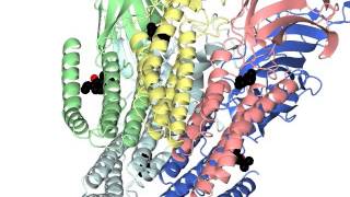 Cysloop pentameric receptor channel [upl. by Eidnyl]