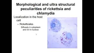 lecture 2 Different bacteria and fungi [upl. by Pooley]