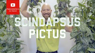 All you need to know about Scindapsus Pictus [upl. by Fitz]