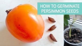 How To Germinate Persimmon Seeds [upl. by Nirad]