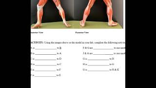 2024 Lab 1 Anatomy 1 [upl. by Ardnasirk77]