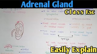 Adrenal Gland Hormones Structure And Functions  Class 12 Biology [upl. by Kathe]