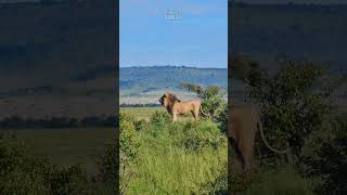 This Lion Is A Poser Wildlife  ShortsAfrica [upl. by Tower]