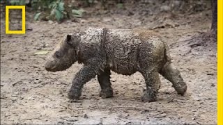 Baby Sumatran Rhino Is Indonesia’s First Born in Captivity  National Geographic [upl. by Auhoj]