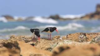 Pied Oystercatcher calling [upl. by Marl]