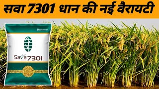 सवा 7301 धान की नई वैरायटी 2024 में रिकॉर्ड उत्पादन देगी  Sava 7301 paddy new veriety 2024 [upl. by Philander]