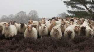 Het Drentse Landschap  Schaapskudde Drouwenerzand  Drenthe [upl. by Fiorenza]