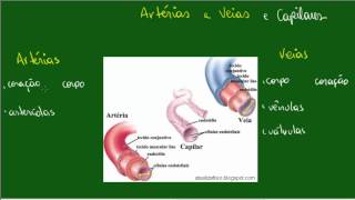 Sistema Circulatório  Artérias Veias e Capilares [upl. by Hada]