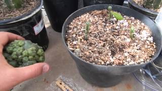 Lophophora grafted cactus with pereskiopsis trichocereus peyote cacti [upl. by Balliett]