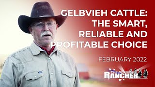 Gelbvieh Cattle The Smart Reliable and Profitable Choice  The American Rancher [upl. by Isdnyl55]