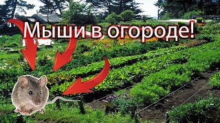 Мыши Как избавиться от мышей [upl. by Ayal]