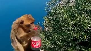 Monkey alcohol drink experience  amazing animal [upl. by Reed]