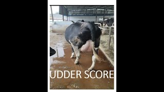 What is UDDER Score amp Fore udder attachment and how to improve udder score GENOMIC BULLS [upl. by Anya]