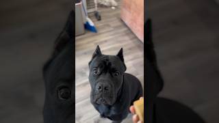 THE BEST Deshedding tool for your pet Cane Corso edition 🐾🐕‍🦺 [upl. by Esidnak]