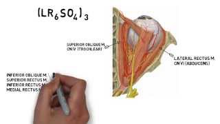 Cranial Nerve Innervation of Eye Muscles [upl. by Anaila]