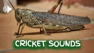 crickets sound effect no copyright download [upl. by Krishnah]