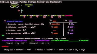 Fatty Acid Synthesis Part 7 of 12  Palmitate Synthesis Summary and Stoichiometry [upl. by Labina]