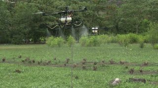 Colombia to resume aerial spraying to destroy coca crop [upl. by Algy830]