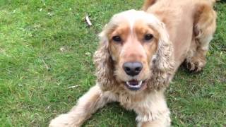 Golden Cocker Spaniel Bailey Playing [upl. by Trix]