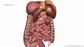 Peritoneal Cavity  Part 4  Intraperitoneal and Retroperitoneal Organs  Anatomy Tutorial [upl. by Ahtiek]