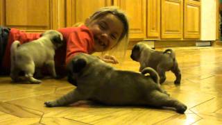 Adorable baby pugs [upl. by Alderson]