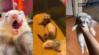 ULTIMATE Ferret TikTok Compilation 2022 pt 8 [upl. by Dnarb589]