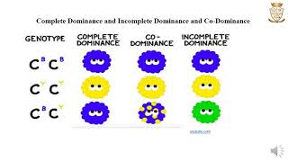 Dominance Multiple Alleles Lethal Allele Pleiotropy Epistasis and Polygenic inheritance [upl. by Rind218]