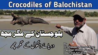 Crocodiles of Pakistan  Crocodiles of the Balochistan  Balochistan key Magarmach [upl. by Aeneas]