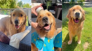 Golden Retrievers have an Outdoor Bath [upl. by Lechner]