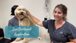 Applying Ear Ointment to Your Dog’s Ears [upl. by Ikuy]