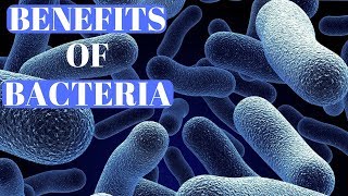 Benefits Of Bacteria For The Immune System [upl. by Enyala]