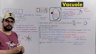 Vacuole Types and Functions of Vacuole Plant Central Vacuole Detailed Series [upl. by Nosredneh943]