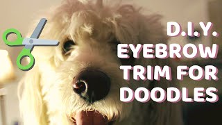 How to Trim Your Doodles Overhanging Eyebrows  GoldendoodleAussiedoodleLabradoodle Grooming [upl. by Cavanagh915]