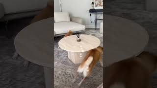 How shiba inus play [upl. by Heti]