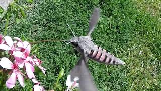 Sphinx Moth quotinsect colibriquot Flight Slown Down  Slow Motion [upl. by Negam]