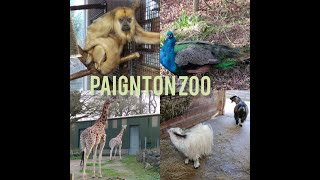 Paignton Zoo Tour Devon UK [upl. by Yemrots]