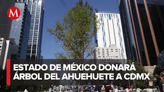 Arboleda en Texcoco ofrece donar ahuehuete para Paseo de la Reforma [upl. by Aseel]