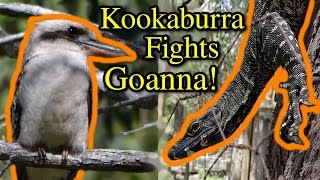 Goanna and Kookaburras Fight [upl. by Tymon]