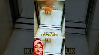 Kucing oren naik Lift😍😺 shortsfeed kucing [upl. by Boelter]