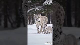 Rare Snow White Leopard and Cub Stroll in Winter Wonderland  Beautiful Snow Leopard Family Moments [upl. by Nomra603]